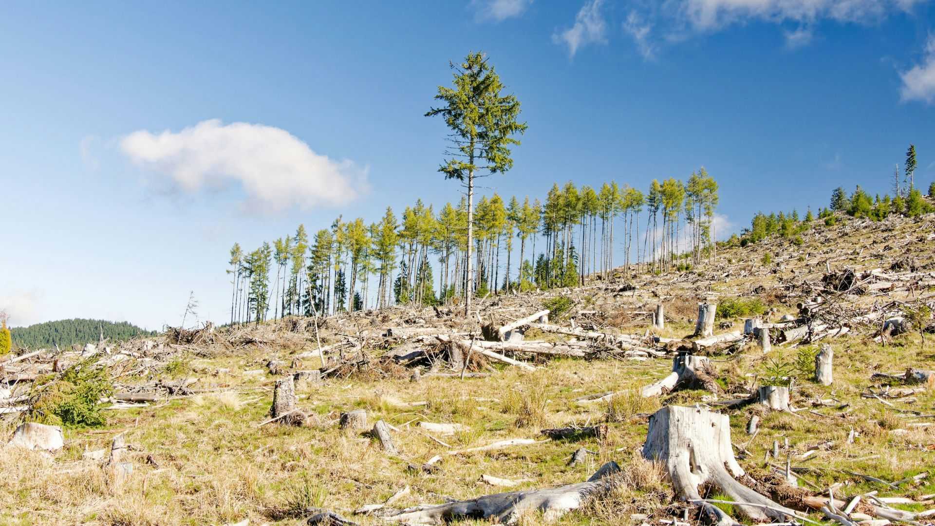 Alam Merugi Rp83 Triliun per Jam Akibat Pangan dan BBM Global